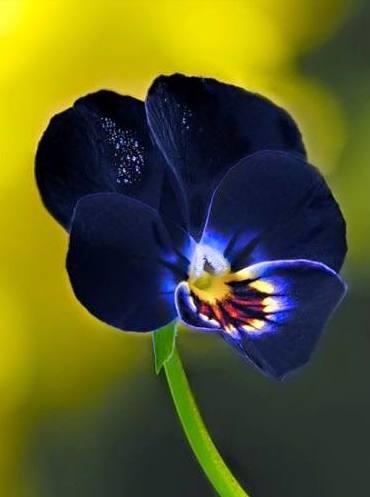 三色堇的养殖方法和注意事项,三色堇花大全