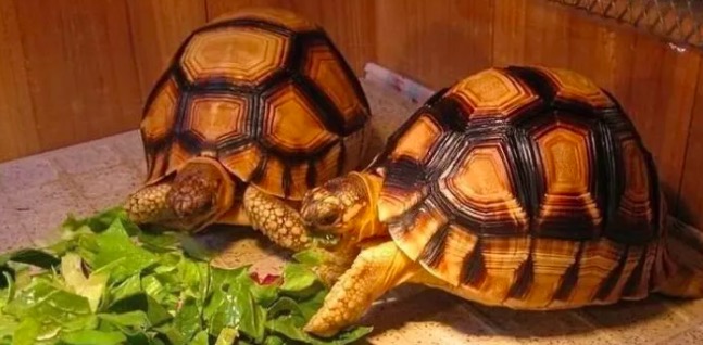 有哪些陆龟是可以养的,陆龟到底要不要排酸