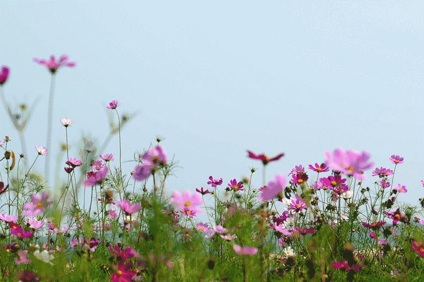 广州长隆特价买一送一,广州长隆票买一送一