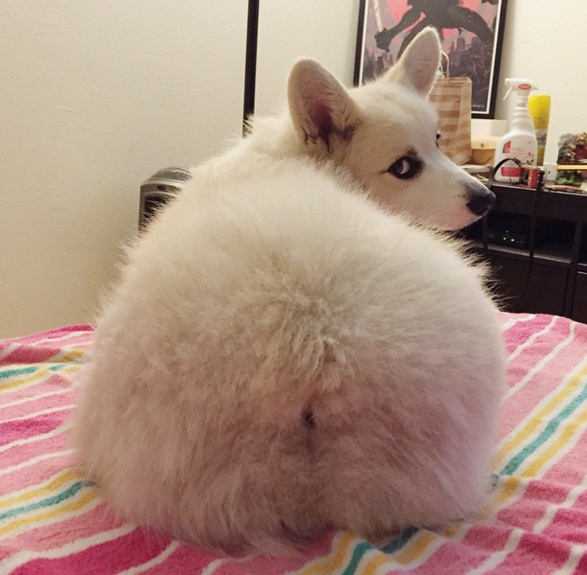 道格队长丨狗狗的行为纠正27期丨告诉你狗爱舔人的原因及纠正方法