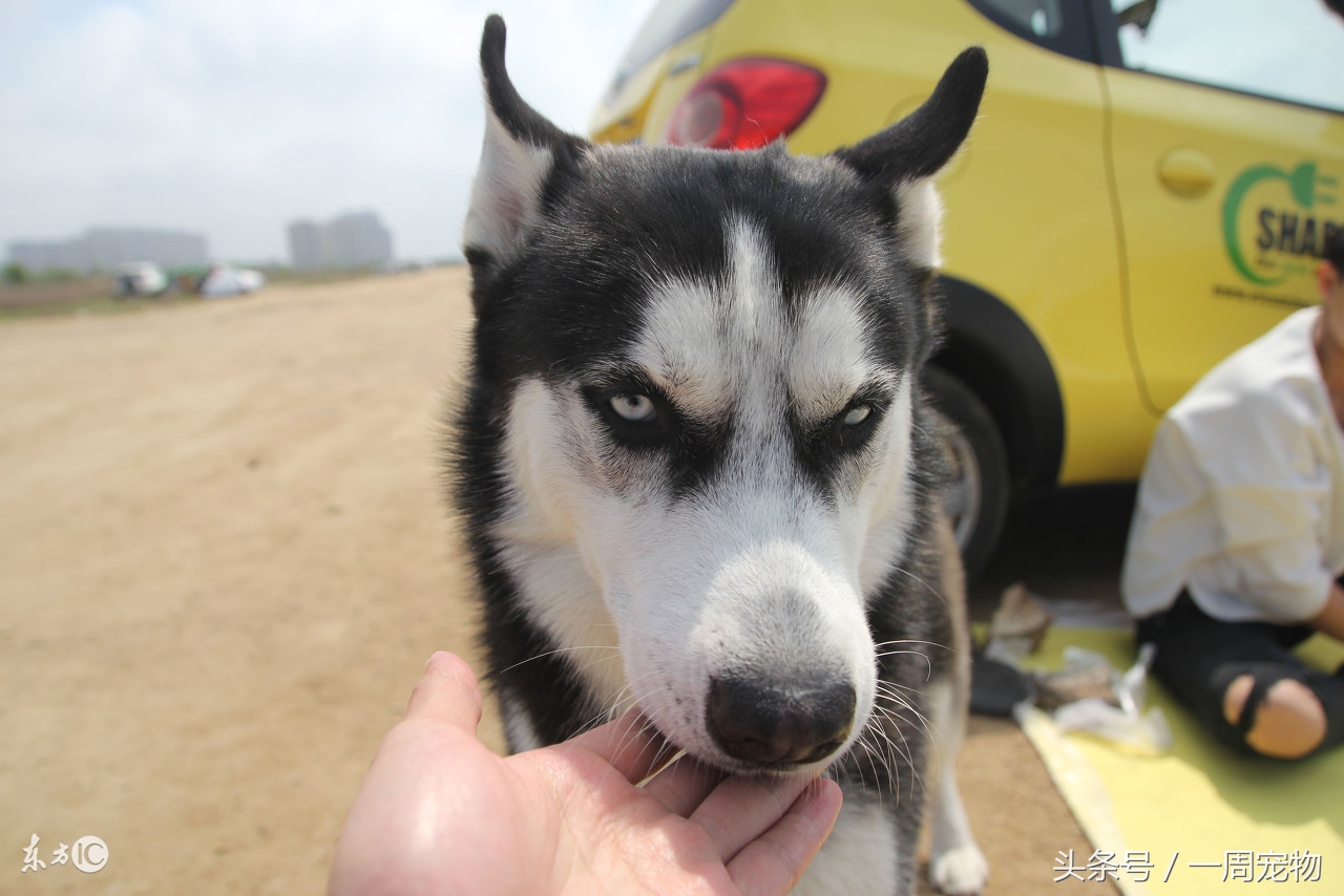 哈士奇各年龄段喂食量,幼崽哈士奇过渡粮怎么喂