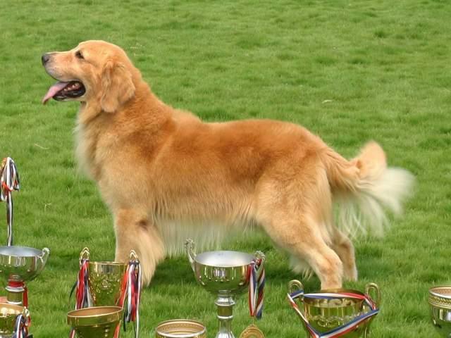 赛级犬失格,狗狗颜色失格是什么意思