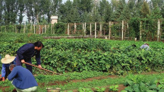 京郊采摘,秋天京郊采摘好去处