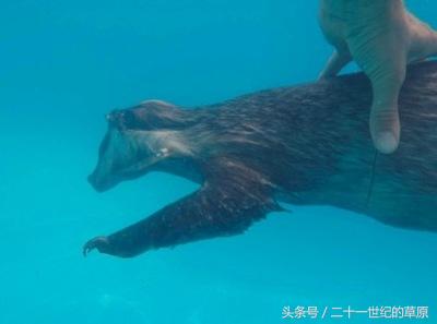 科学家养猫给猫做飞行器,有一个外国人把猫咪做成了无人机