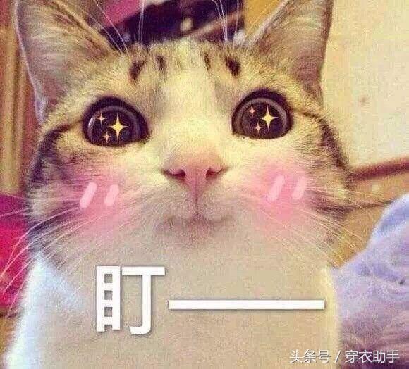 提升猫咪智商的玩具,提高猫咪的生活品质