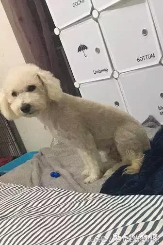 猫狗双全的赢家,狗猫双全的人生赢家