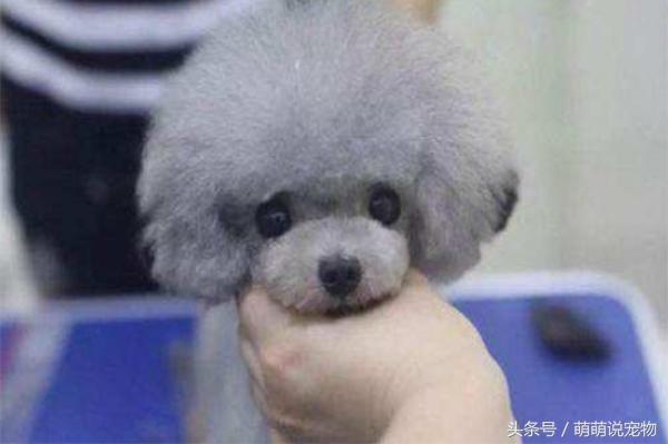 泰迪狗狗怎么养毛色好,泰迪犬毛色不好怎么饲养好