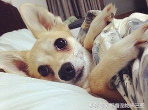 狗狗的毛衣编法,制作狗狗的毛衣视频