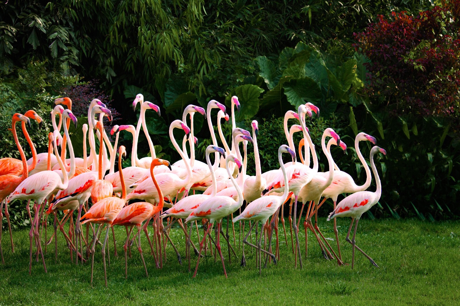 最新游玩长隆野生动物园,长隆野生动物园广州长隆攻略