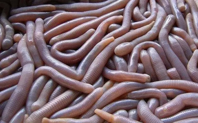 海南人都懂的美食,听说这些菜谱会越吃越瘦