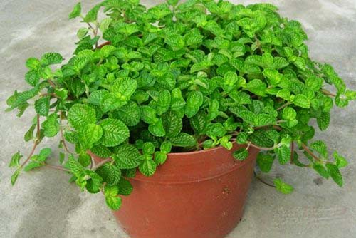 夏日防蚊虫植物,夏天快来了防蚊通风