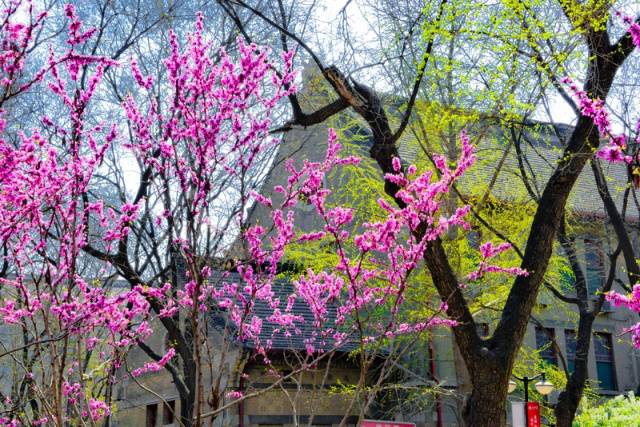 趣谈山大趵突泉校区，春风十里不如你