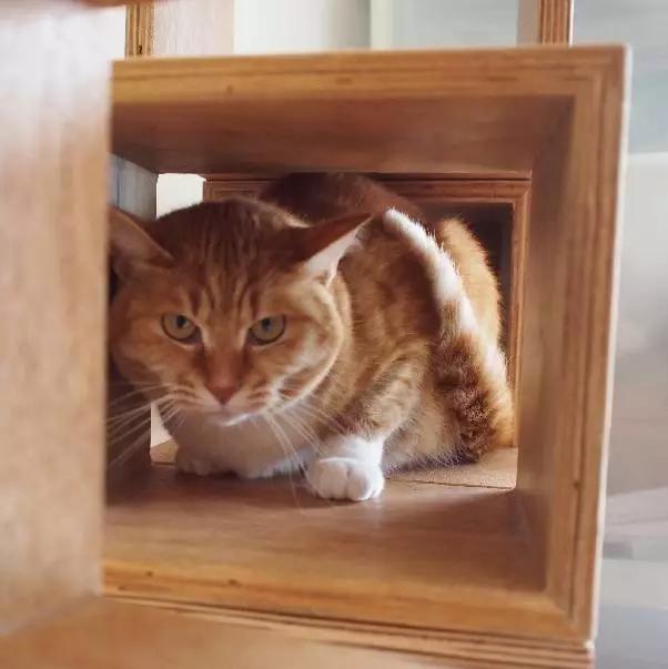 「3月上海领养」给流浪的它们一个温暖的家！