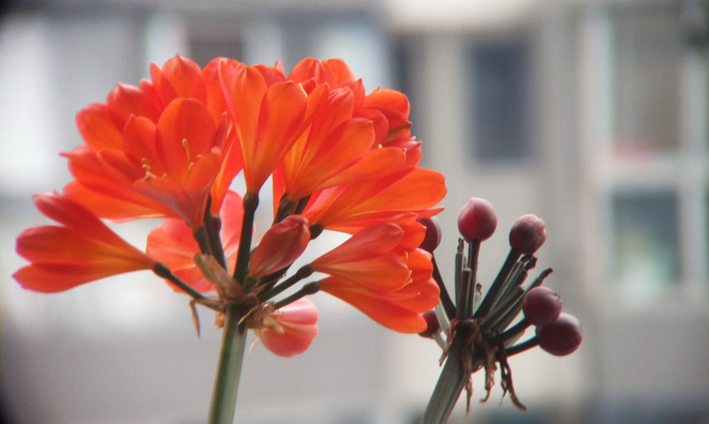 舜光12倍迷你单筒望远镜,舜光ed12x42双筒望远镜