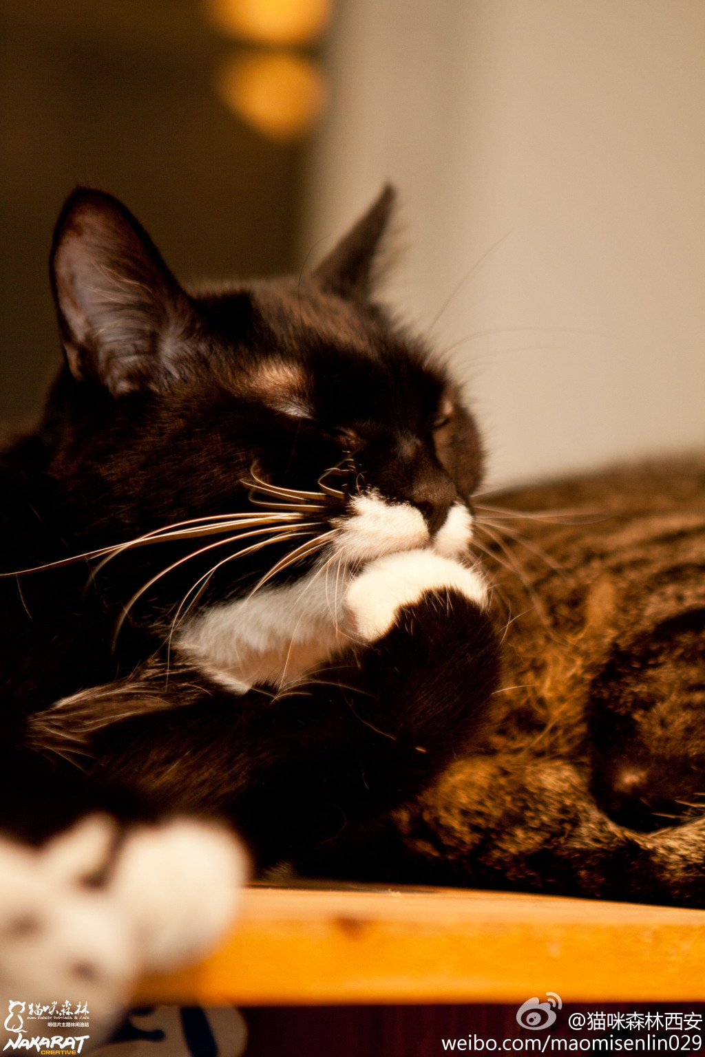 西安还有这么一个地方可以让你被猫咪围绕,享受当铲屎官的感觉