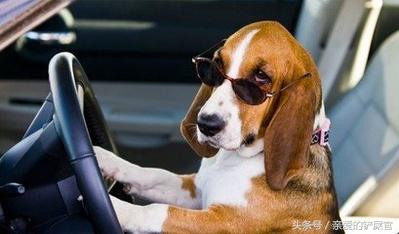 可爱的狗狗品种大全,最可爱的十种狗狗