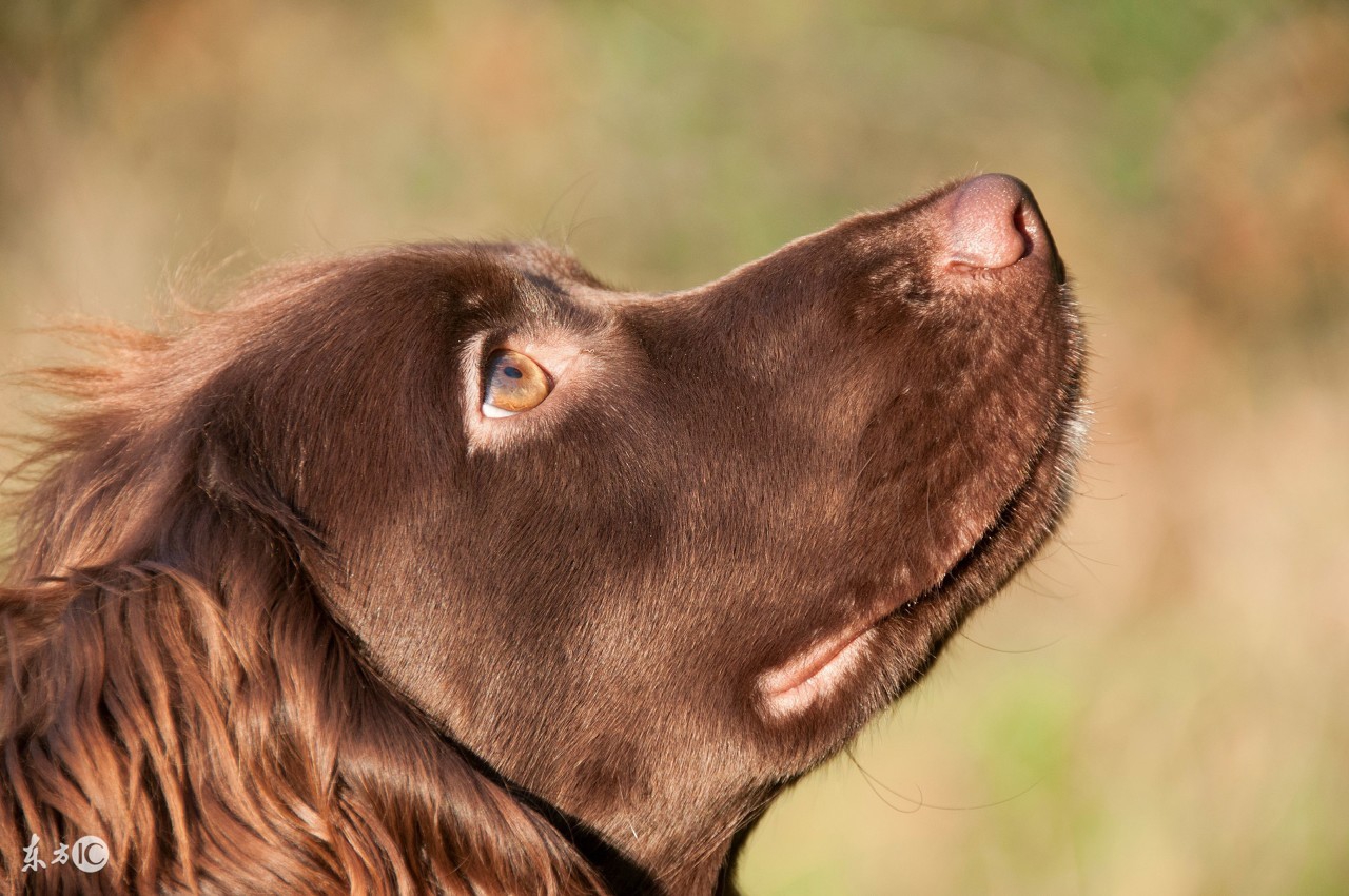 狗狗老了尿失禁怎么办,狗狗老了腿无力怎么办