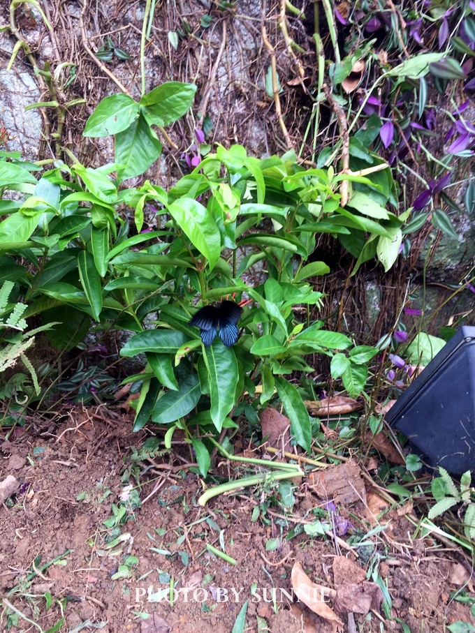 北纬十八度之三亚,北纬18度的旅行三亚游记