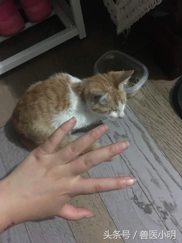 挖掉喵星人眼睛的那个人，你不会睡不着吗？还好有好心网友