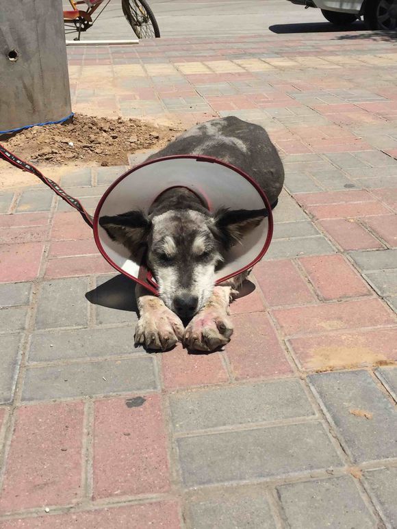 捡到得皮肤病的哈士奇,捡到一只阿拉斯加浑身脏兮兮的