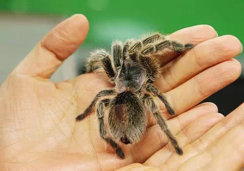 最难养的哪五种宠物,最值得养的几种宠物排名