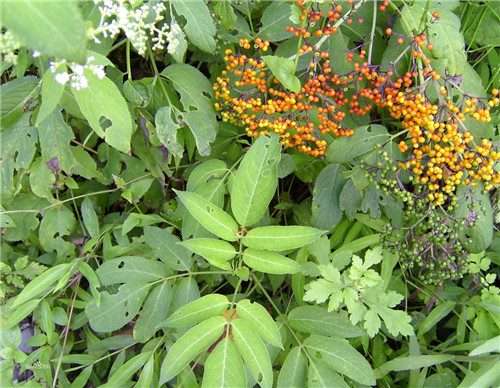 农村地里治风湿的野草图片及功效,治风湿最好的一种草