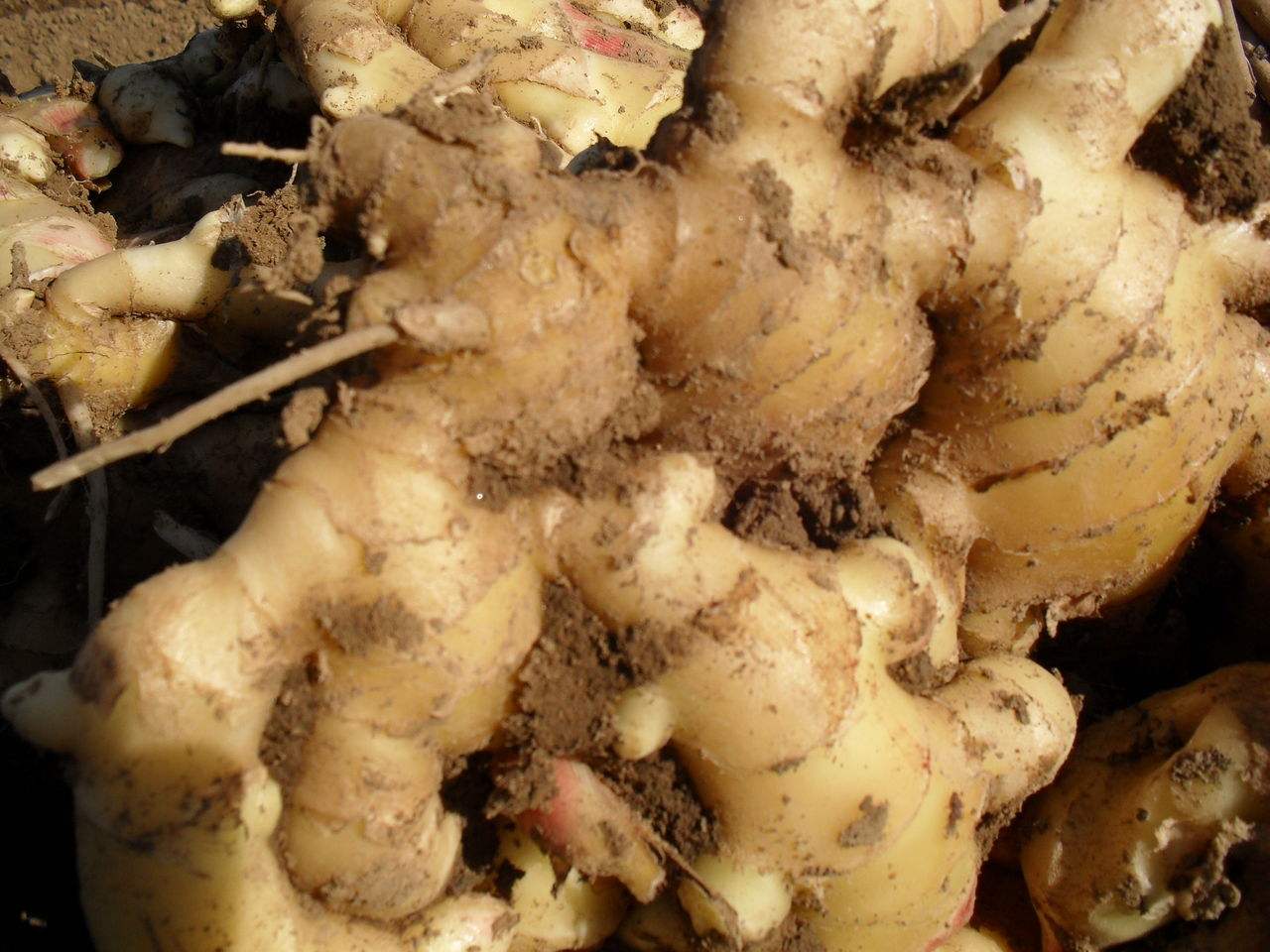 你说生姜种植没收成，那是你还没用对方法