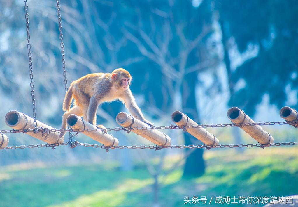 西安今年开放的免费旅游景区,西安茯茶小镇旅游景区攻略
