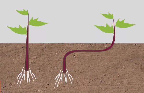怎样种红薯产量高不生虫,红薯怎么种又大又甜产量高