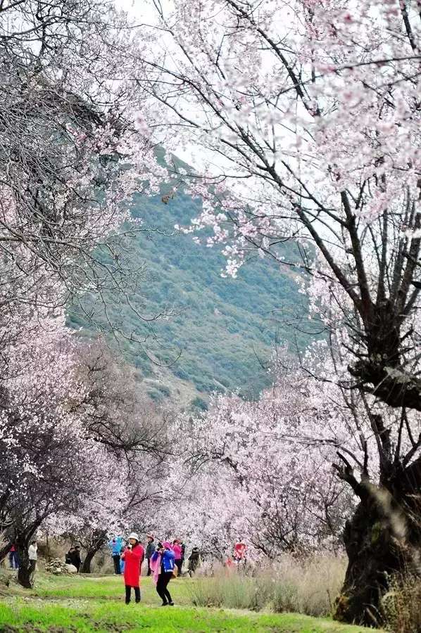 一封来自*藏西**的辞职信