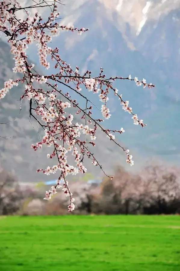 一封来自*藏西**的辞职信