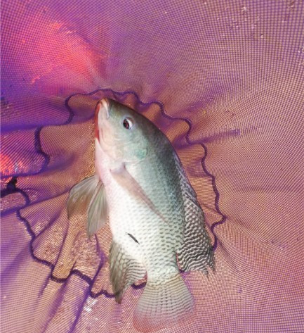 广西玉林钓土鲮鱼钓法,玉林钓土鲮的方法