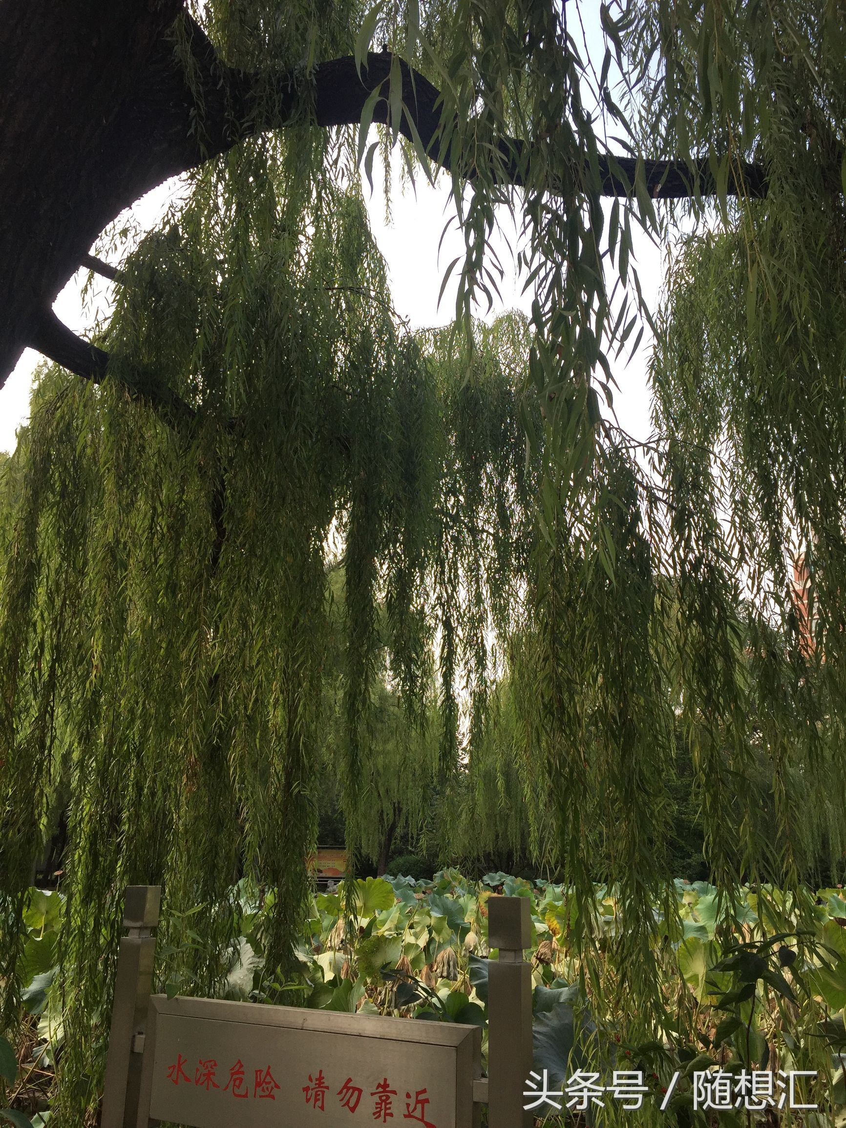 唐诗咏柳贺知章古诗讲解,咏柳贺知章中学生必背古诗