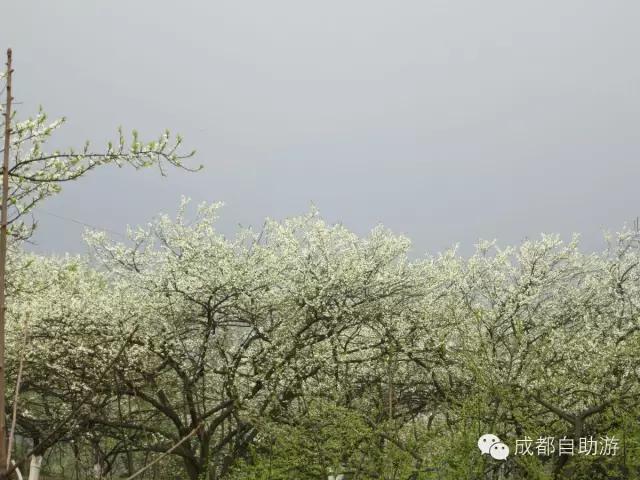 2022成都周边赏花,成都周边游赏花最佳景点