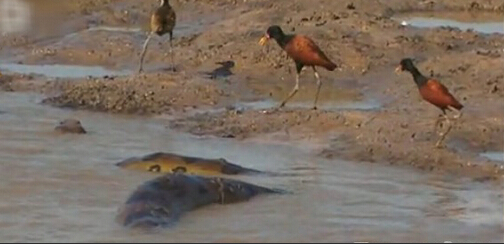 最大的鳄鱼和森蚺,巨型森蚺和巨型鳄鱼谁厉害