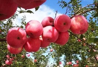 辽宁特色水果常用知识,辽宁好吃的水果特产有哪些