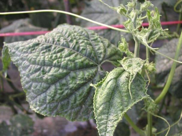 黄瓜得了病毒病用药灌根能行吗,黄瓜得病毒病怎么治