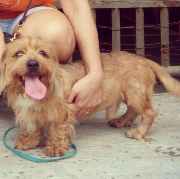 超级可爱的腊肠犬图,超级可爱的混血狗狗