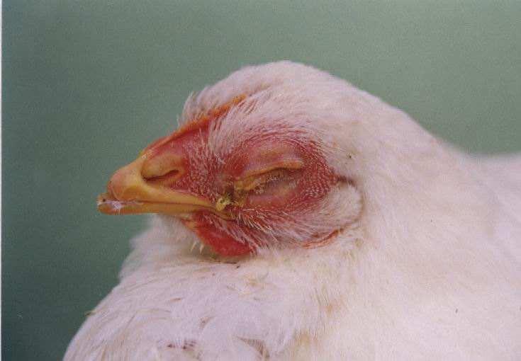 禽病防治方法,秋季鸽病怎么治疗