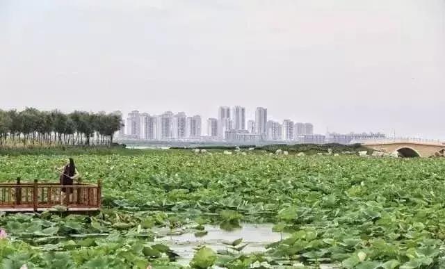 东丽湖适合居住的地方,未来5年东丽区