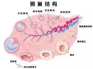 多囊卵巢综合症的症状完全指南,如何有效地治愈多囊卵巢综合症