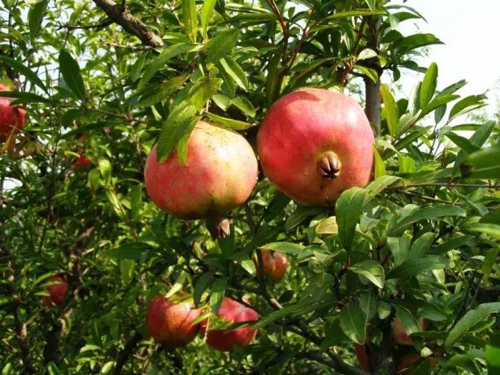 大家好，今天给大家介绍一下，这是风物君特别爱吃的——石榴