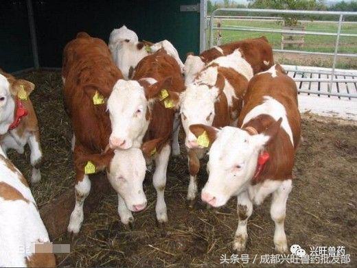 牛这三种疾病必须防治，马虎不得！