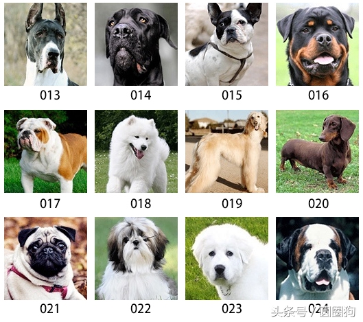 美国akc狗品种,akc品种的标准狗狗都有哪些