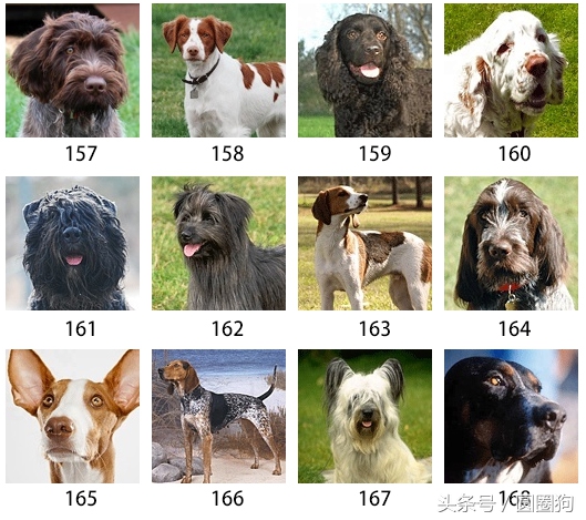 美国akc狗品种,akc品种的标准狗狗都有哪些