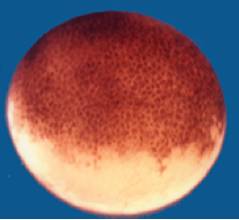 饶毅华大基因,饶毅和饶兵