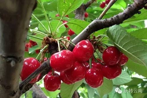 昆明周边采摘樱桃的地方,昆明周边地图全图