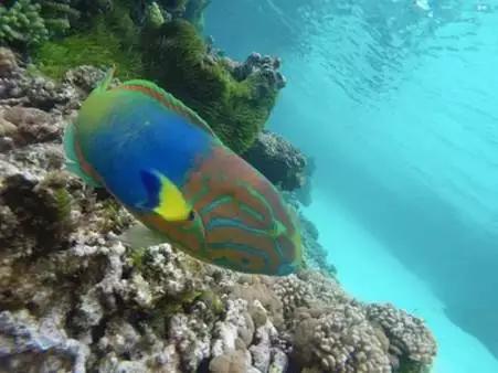 澳大利亚豪勋爵岛介绍,澳洲最美岛屿