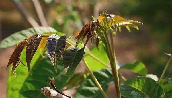 这些野果你都吃过吗,这些童年的美味野果