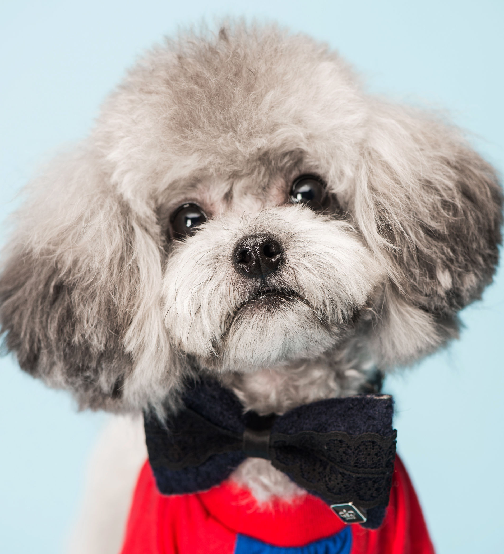 泰迪犬纯种幼犬大约多少钱一只啊,一只纯种泰迪多少钱